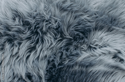 Fur texture of fox, silver color close-up background. Silver fox fur coat texture background. Animal fur texture. Silver natural short hair animal close up