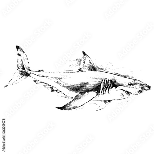 Shark hand drawn vector illustration on white background