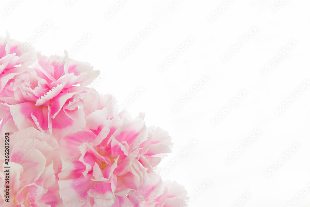 Pink carnation on a white background Pink carnation on a white background
