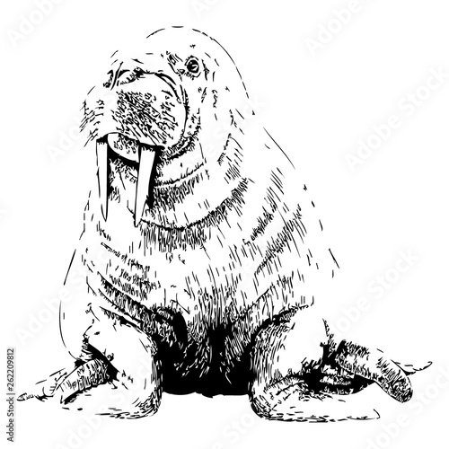 Walrus hand drawn vector illustration on white background