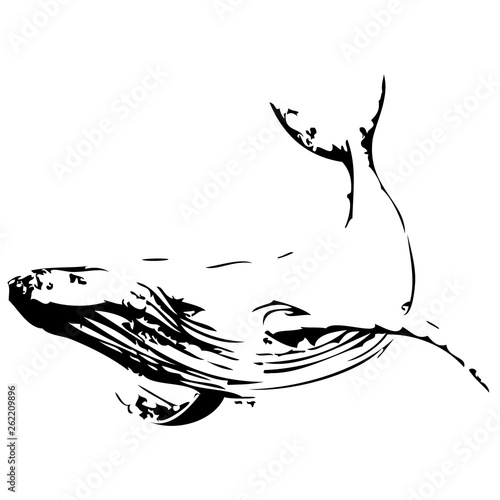 Whale hand drawn vector illustration on white background