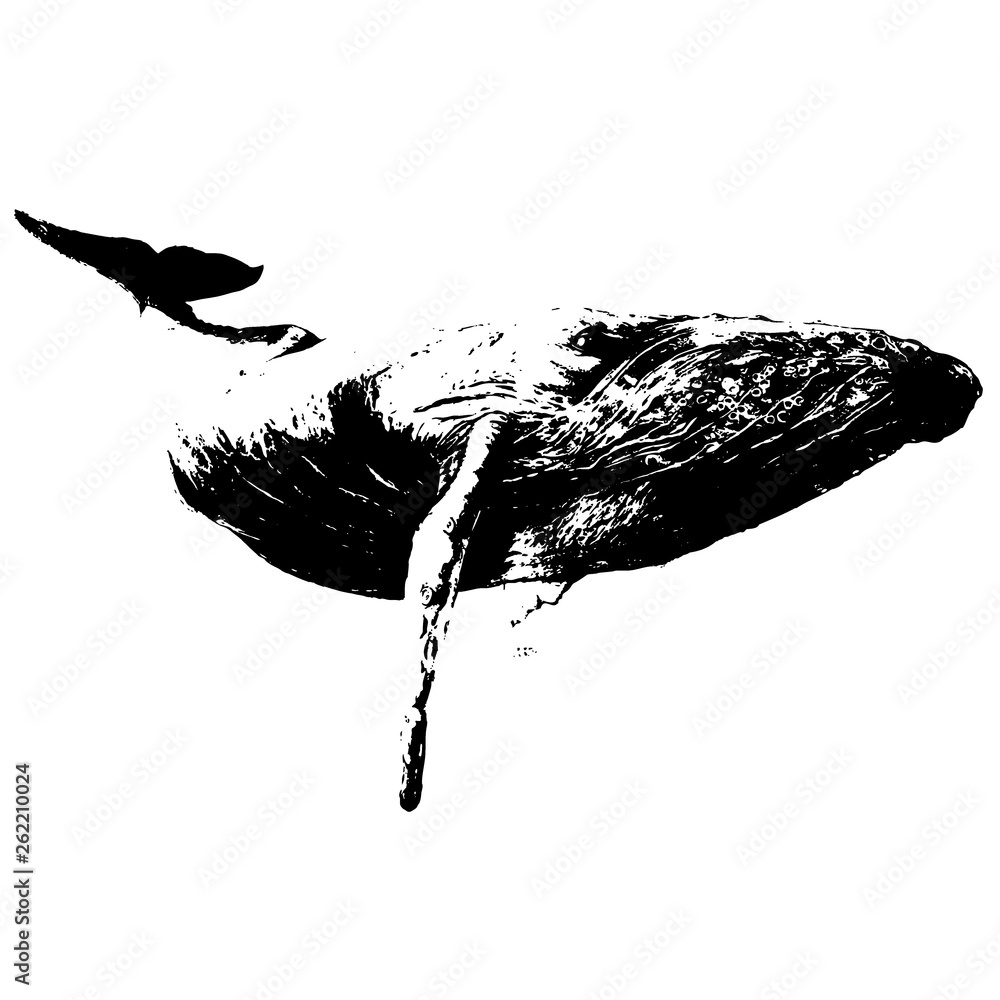 Whale hand drawn vector illustration on white background