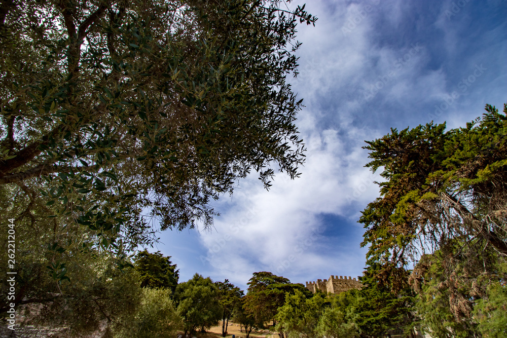 trees inside the castle trees inside the castle