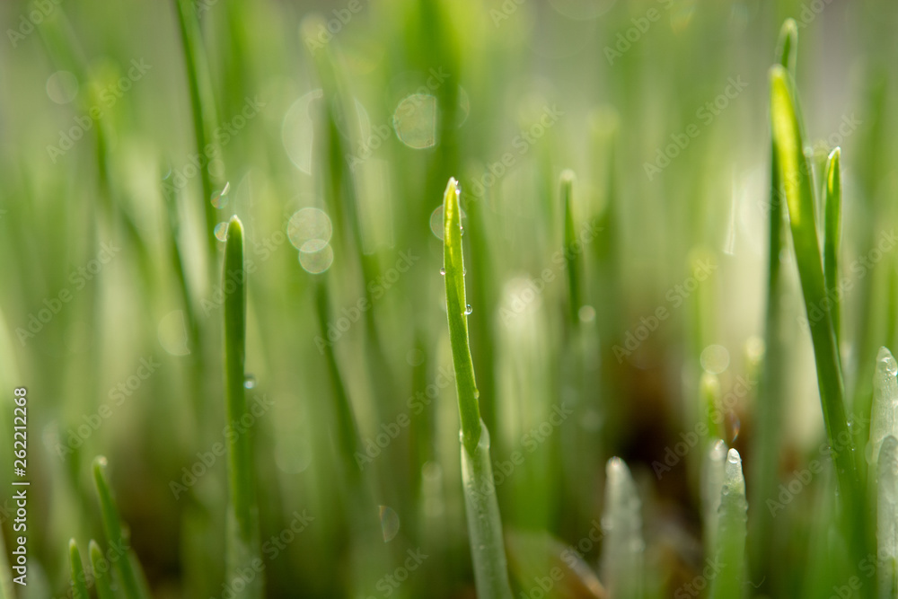 Obraz premium Young growing sprouts of cat grass, Dactylis glomerata, close up