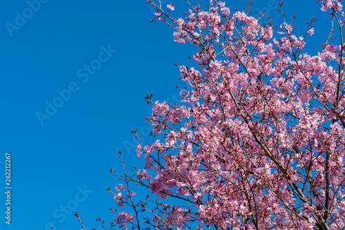 Spring blossom of Japanese pink rose sakura tree