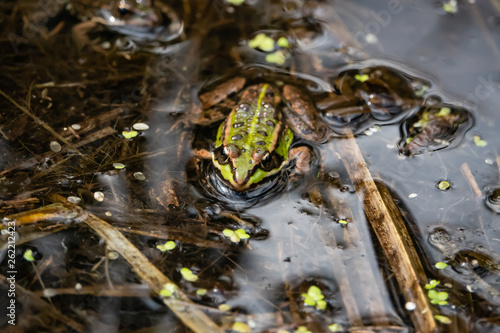 Water Frog Resting in Pond in Springtime