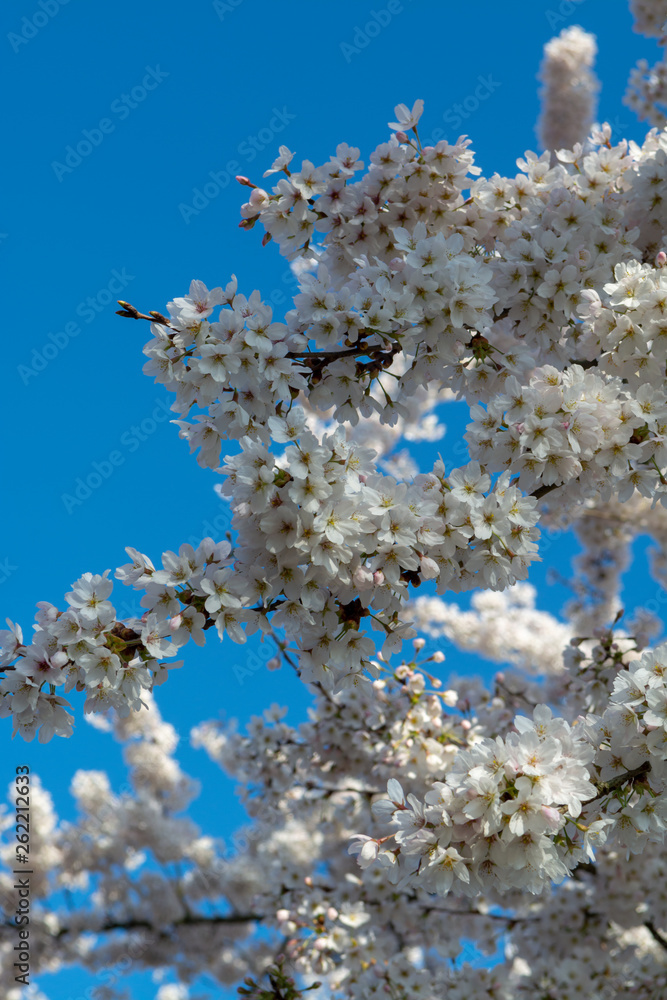 Spring blossom of Japanese white sakura tree Spring blossom of Japanese white sakura tree
