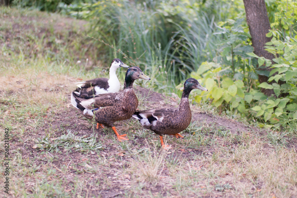 Three friendly ducks striding through the dry grass