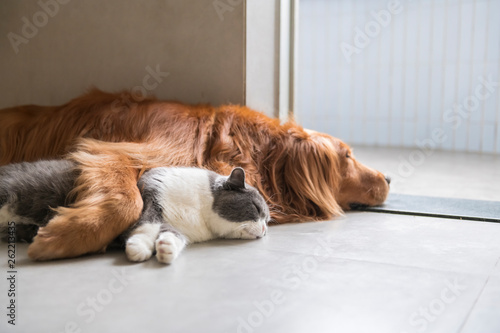 British short-haired cats and golden retriever dogs get along amicably