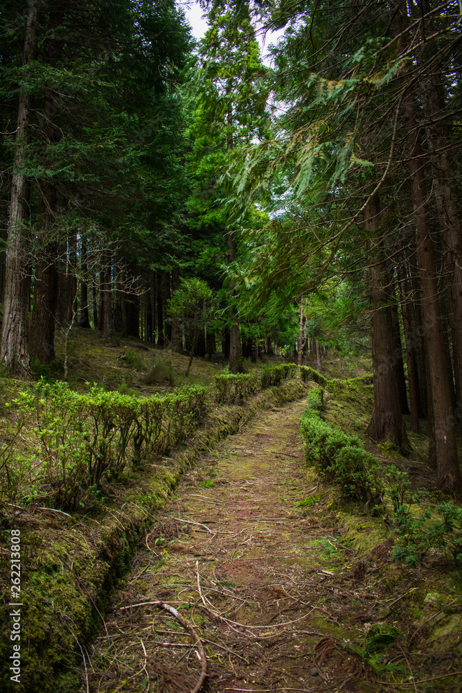 Fototapeta premium Forest in Sao Miguel, Azores, Portugal. Tall trees.