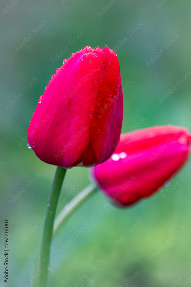 Red tulips after rain with raindrops on flowers Red tulips after rain with raindrops on flowers