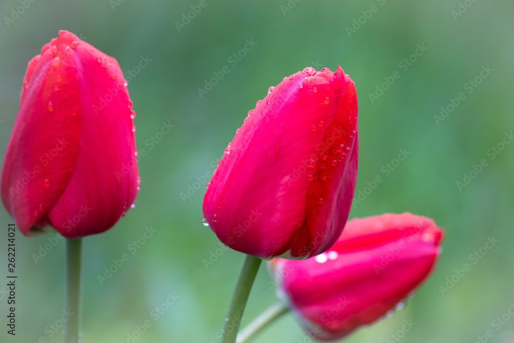 Red tulips after rain with raindrops on flowers Red tulips after rain with raindrops on flowers