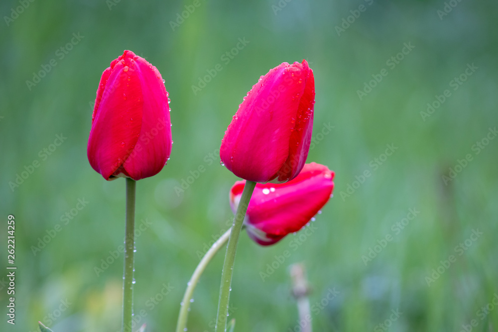 Red tulips after rain with raindrops on flowers Red tulips after rain with raindrops on flowers