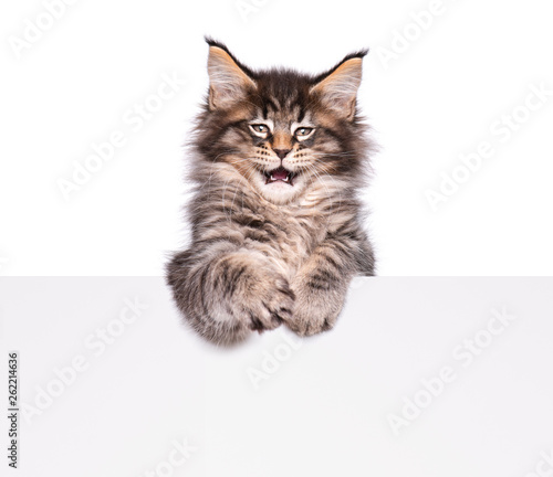 Maine Coon kitten holding sign or banner. Funny pet cat showing placard with space for text. Beautiful domestic kitty with blank board, isolated on white background.