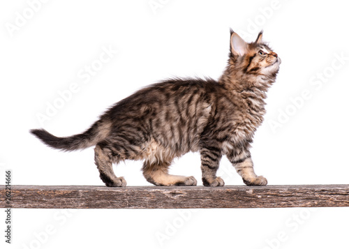 Fluffy beautiful black tabby Maine Coon kitten. Cat isolated on white background. Portrait of beautiful domestic kitty on old wooden stick.