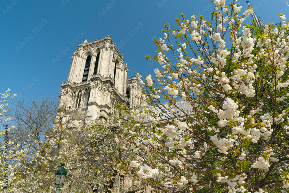 Notre Dame Cathedral surrounded by flowering trees Notre Dame Cathedral surrounded by flowering trees