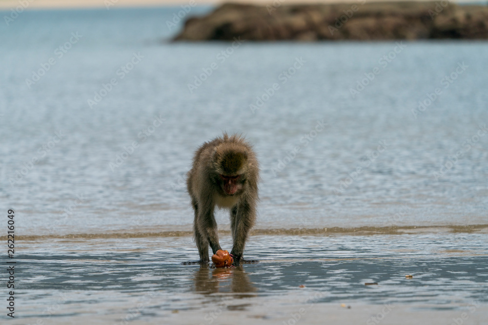 Naklejka premium 宮崎県幸島のイモを海で洗うニホンザル