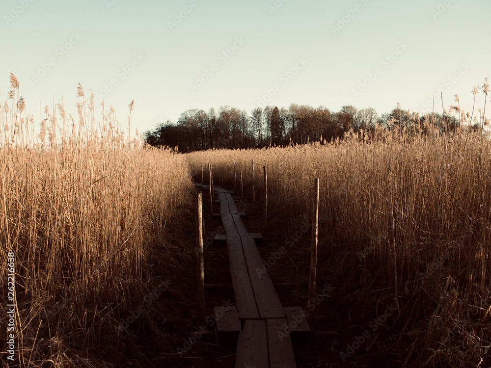 Obraz premium Autumn Concept: Blue sky and golden reeds