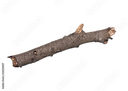 Single dry tree branch, isolated on white background. Stick tree branch from nature for design.