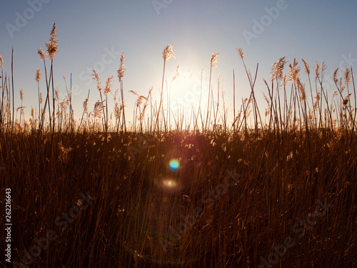 Autumn Concept  Blue sky and golden reeds