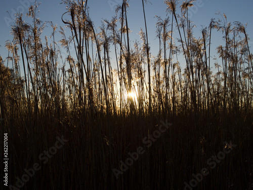 Autumn Concept: Blue sky and golden reeds