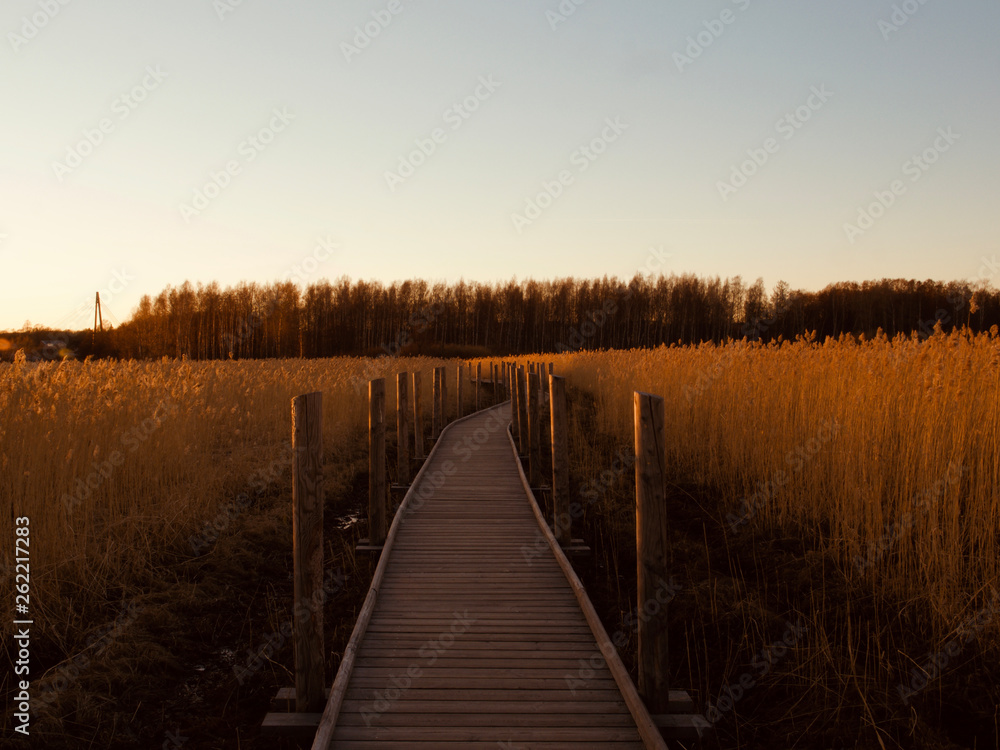 Naklejka premium Autumn Concept: Blue sky and golden reeds