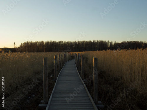 Autumn Concept: Blue sky and golden reeds © seongjin
