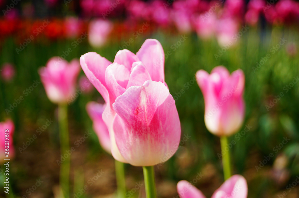 Tulip flower with white and pink delicate petals on a branch with green leaves on a sunny spring day Tulip flower with white and pink delicate petals on a branch with green leaves on a sunny spring day