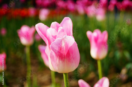 Tulip flower with white and pink delicate petals on a branch with green leaves on a sunny spring day