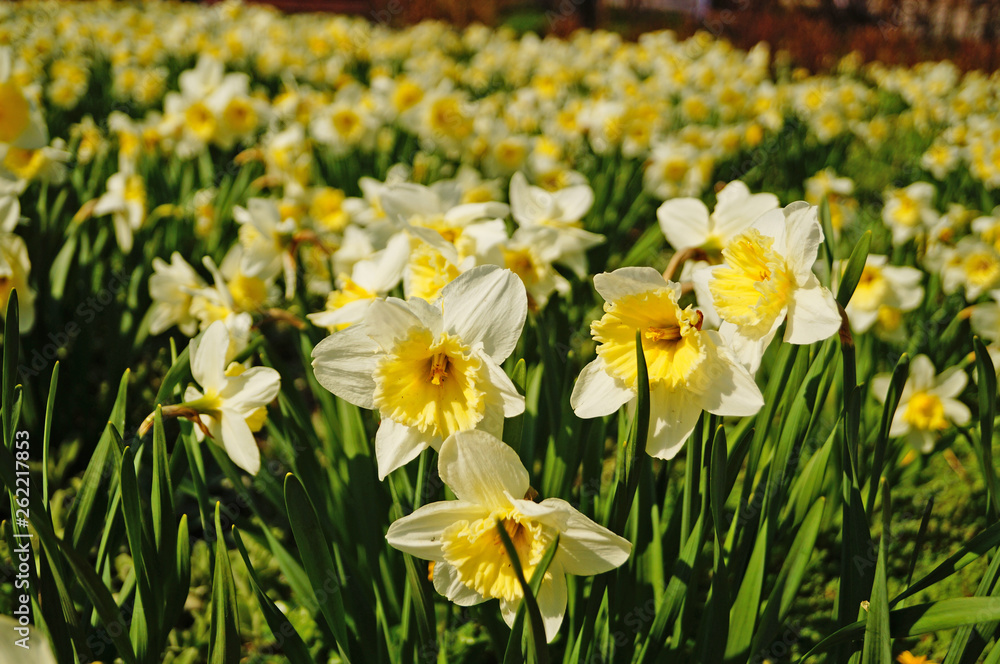 Narcissus flowers with white petals and a yellow center on a branch with green leaves in the meadow Narcissus flowers with white petals and a yellow center on a branch with green leaves in the meadow