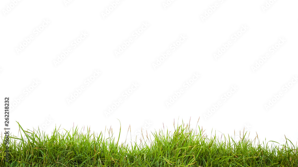 green grass on white background green grass on white background