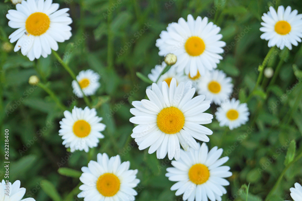 Chamomile with white petals and a yellow center on a stalk in a clearing with green grass Chamomile with white petals and a yellow center on a stalk in a clearing with green grass