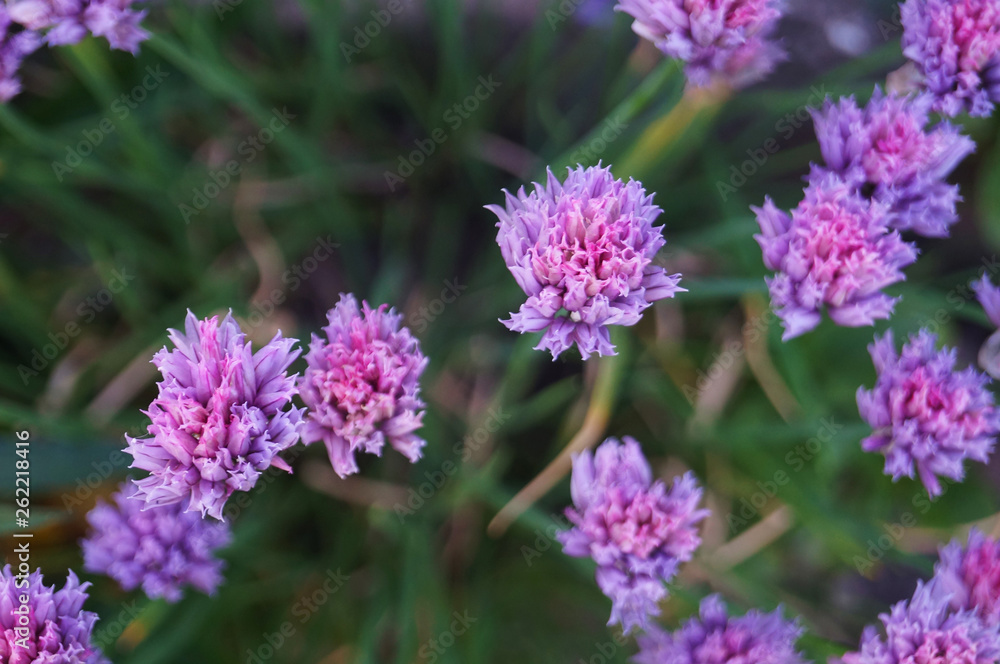 Wild flower with purple petals on a stem with green leaves on a glade on a summer day Wild flower with purple petals on a stem with green leaves on a glade on a summer day