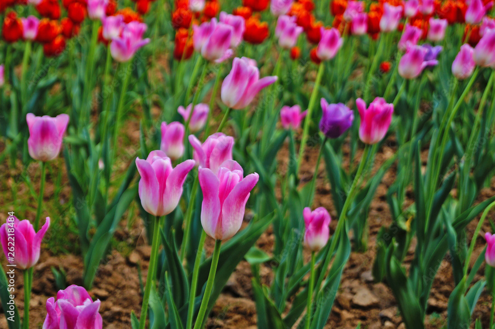 Tulip flower with white and pink delicate petals on a branch with green leaves on a sunny spring day