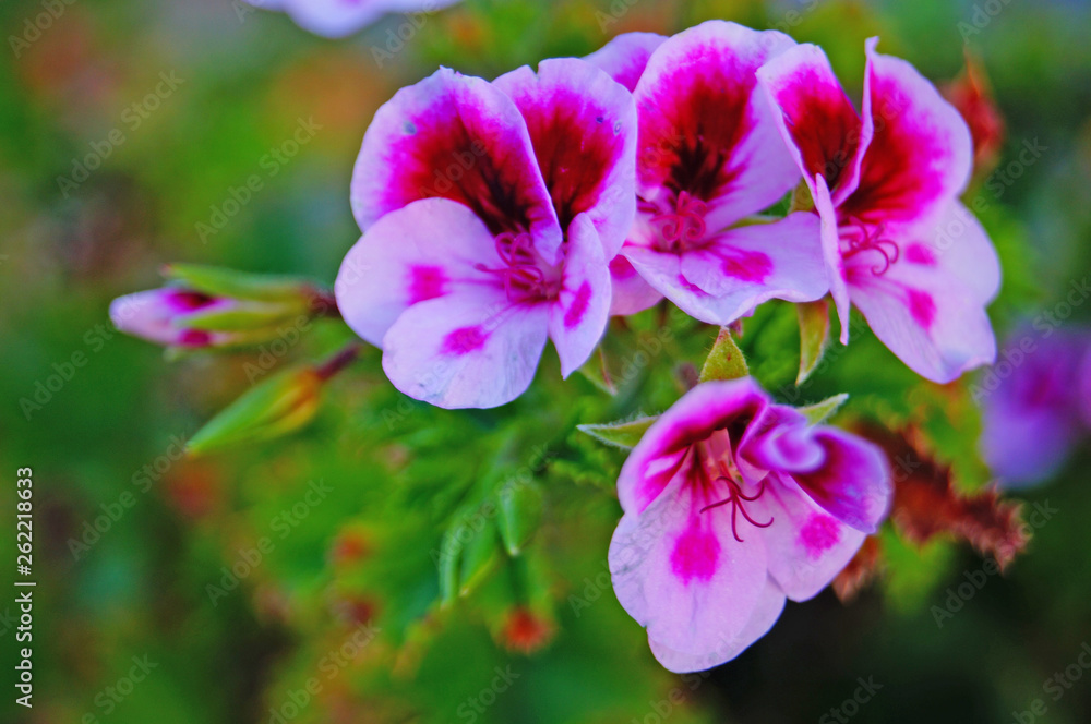Pelargonium flower with white and pink petals on a bush with green leaves on a summer day Pelargonium flower with white and pink petals on a bush with green leaves on a summer day