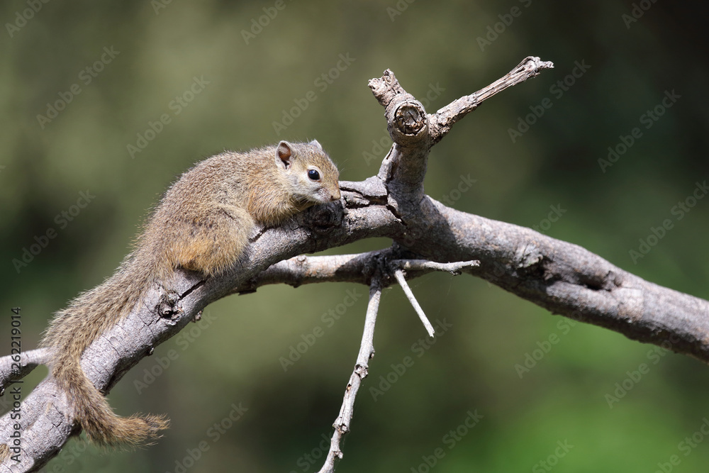 Obraz premium Ockerfußbuschhörnchen / Tree squirrel / Paraxerus Cepapi