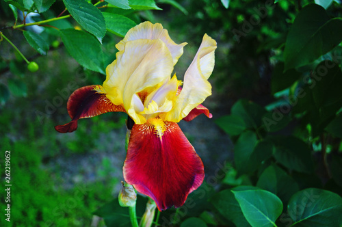 Iris flower with purple, white and yellow petals on a green stalk on a summer day
