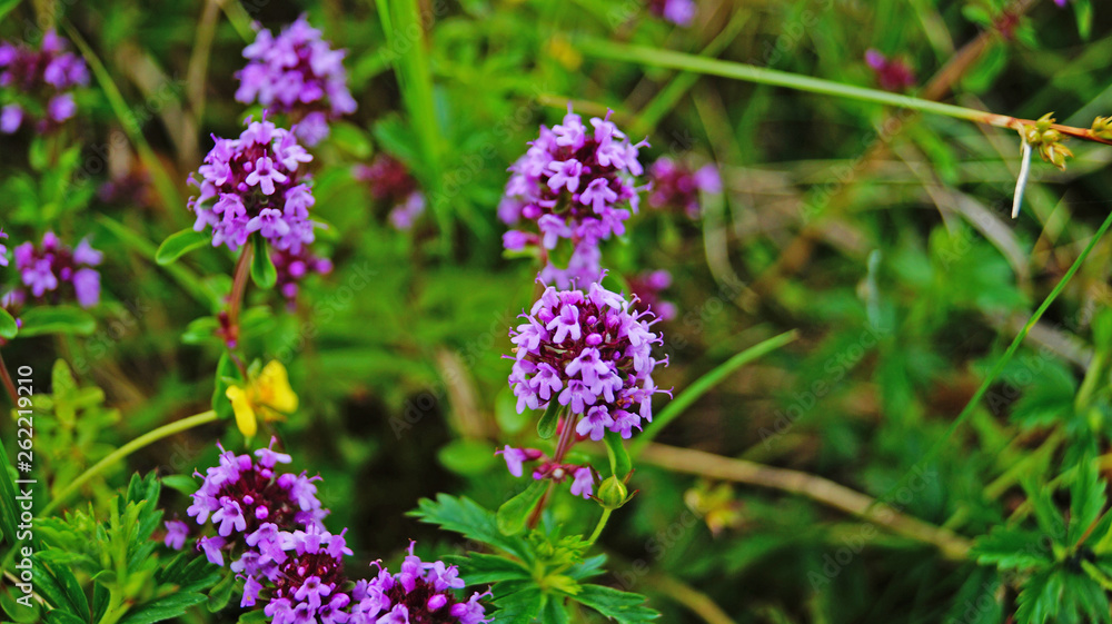 Thyme flowers with purple petals on a green meadow on a summer day Thyme flowers with purple petals on a green meadow on a summer day