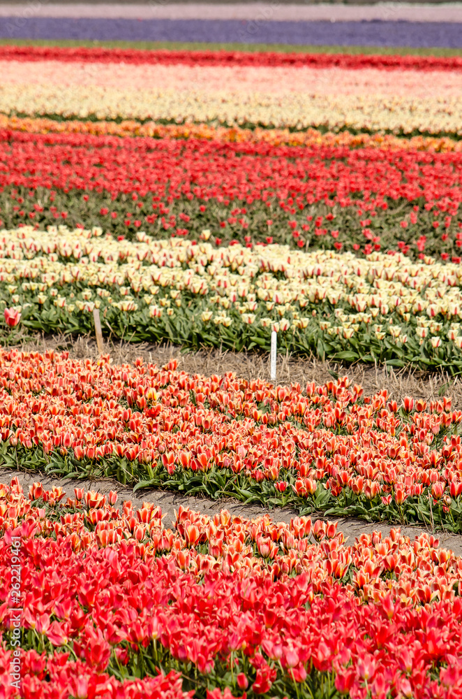Flower field in springtime near Noordwijkerhout, The Netherlands with bands in many different colors