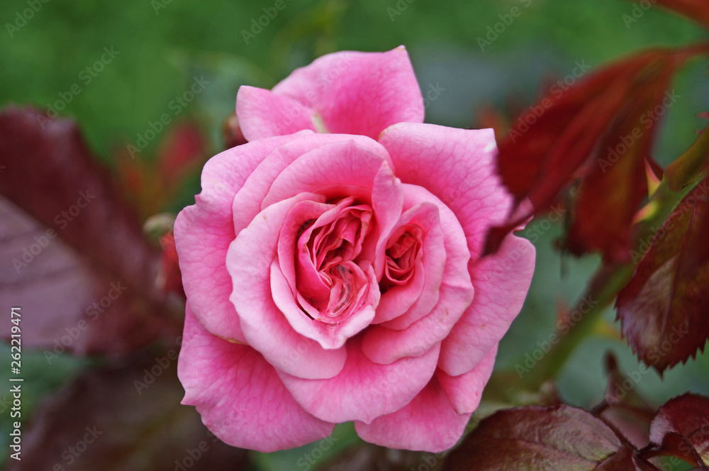 Buds and flowers of pink roses with delicate petals on a branch with green leaves Buds and flowers of pink roses with delicate petals on a branch with green leaves