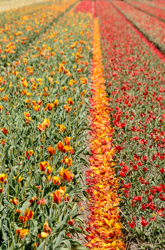 Field with red and yellow tulips in springtime near Noordwijkerhout, The Netherlands with fallen petals in the furrow between the flower strips