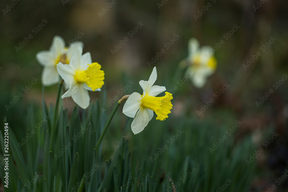 Yellow Narcissus - daffodil on a green background. Spring flower narcissus ( daffodil ), close-up in the garden. Yellow Daffodils flower in the morning sunlight. - Yellow Narcissus - daffodil on a green background. Spring flower narcissus ( daffodil ), close-up in the garden. Yellow Daffodils flower in the morning sunlight. -