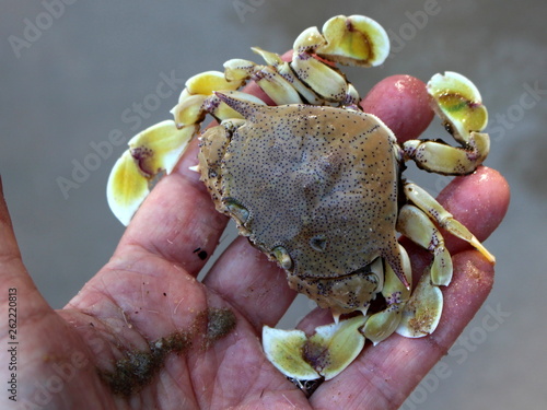 Moon crab (Matutidae, Ashtoret lunaris) on hand,  Phu Quoc Island, Vietnam