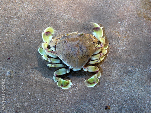 Moon crab (Matutidae, Ashtoret lunaris) on the sand in Phu Quoc Island, Vietnam