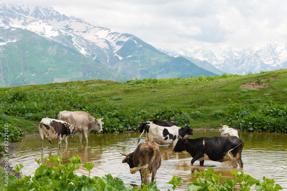 Mestia, Georgia - Jun 25 2018: Hiking trail leading from Mestia to Koruldi lakes. a famous landscape in Mestia, Samegrelo-Zemo Svaneti, Georgia. Mestia, Georgia - Jun 25 2018: Hiking trail leading from Mestia to Koruldi lakes. a famous landscape in Mestia, Samegrelo-Zemo Svaneti, Georgia.