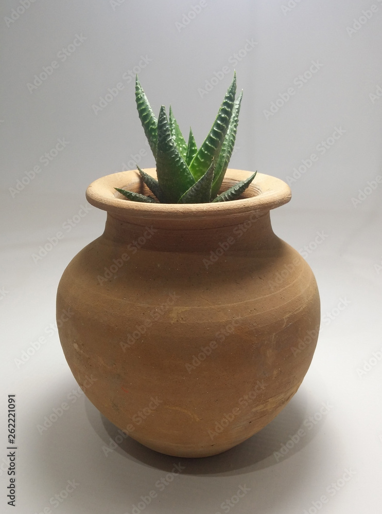 Cactus and Succulents in handmade pots Cactus and Succulents in handmade pots