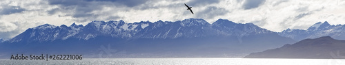 A lone albatross flying over the Beagle Channel, Patagonia