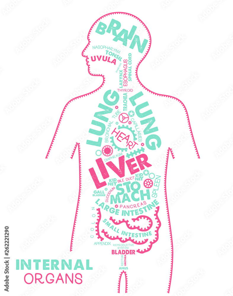 Fototapeta premium Internal Organs Typographic Artwork. Internal Organs Poster. Vector Illustration