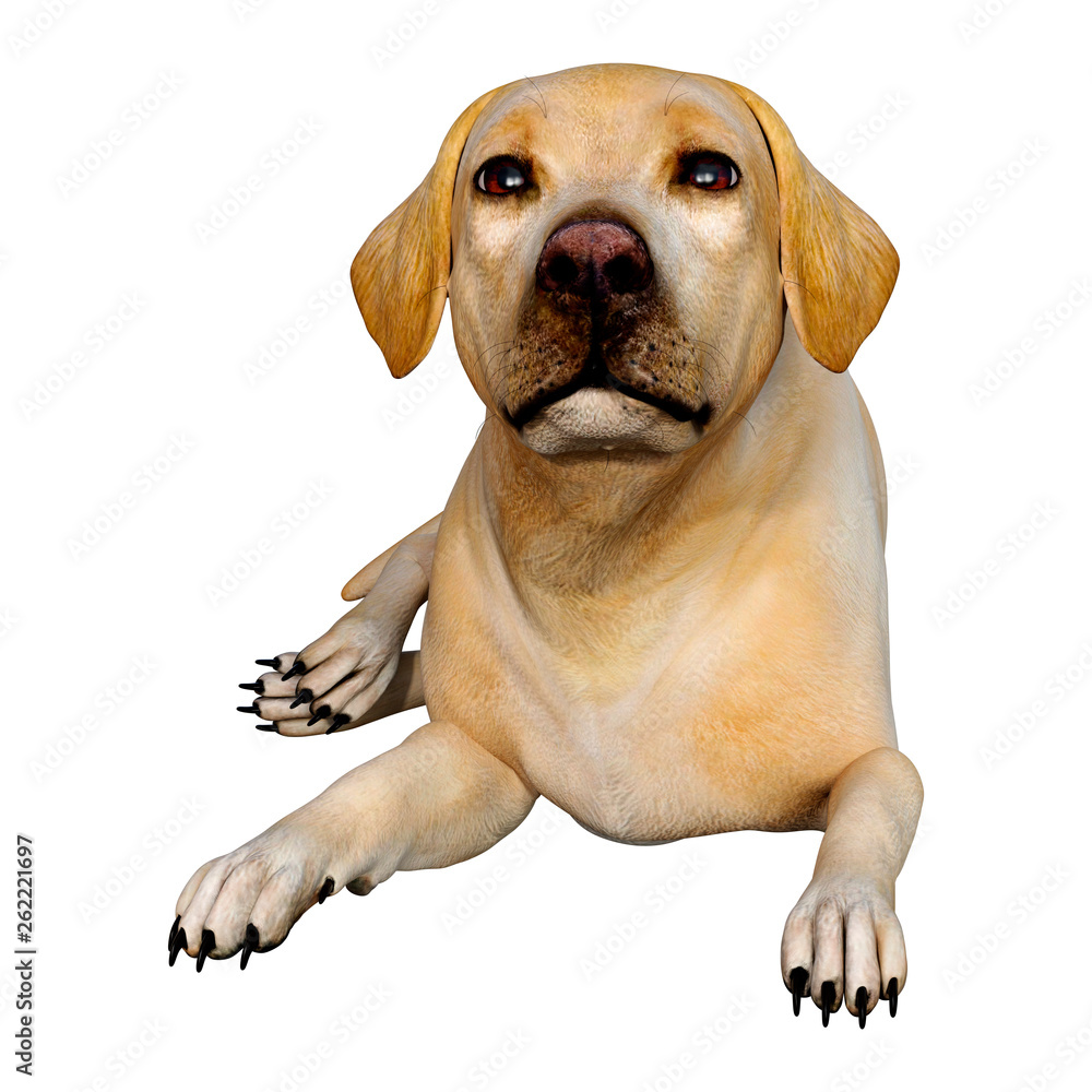 3D Rendering Labrador Dog on White 3D Rendering Labrador Dog on White