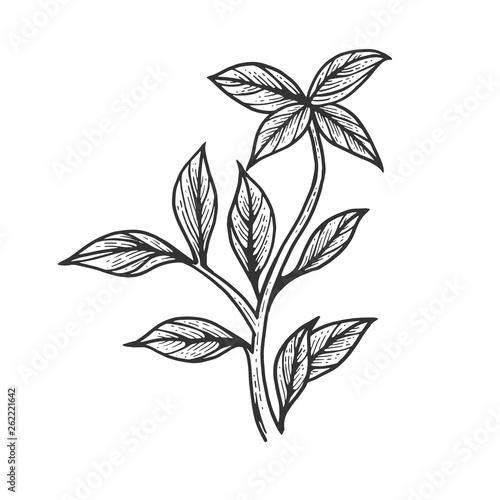 Basil ocimum green plant spice sketch engraving vector illustration. Scratch board style imitation. Hand drawn image.